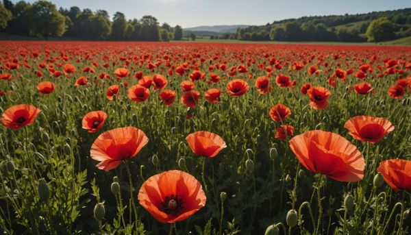 Comment reconnaître facilement les coquelicots des champs