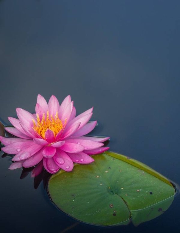 Tout savoir sur les fleurs exotiques et leurs caractéristiques