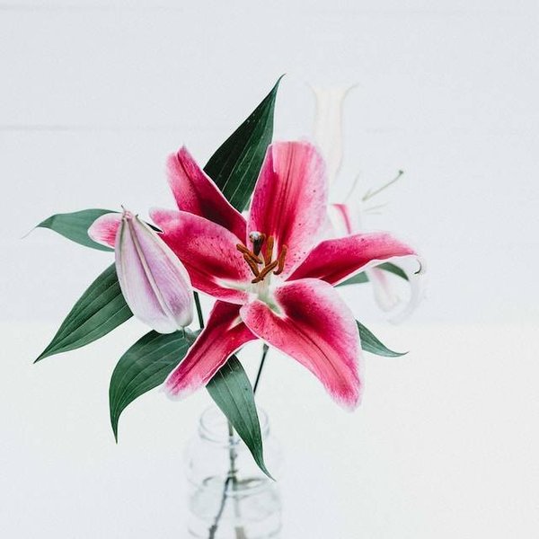 Découvrez les merveilles des fleurs exotiques
