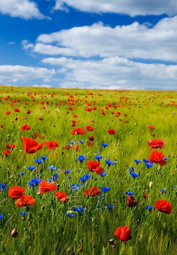 Qu'est-ce qu'une fleur sauvage et quelles sont ses particularités ?