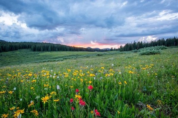 Quelles sont les espèces et les familles de fleurs sauvages ?