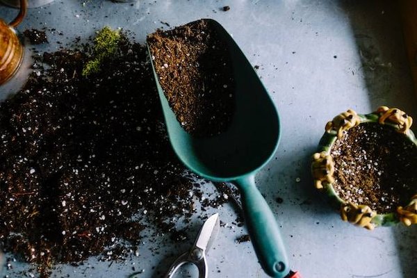 Comment prendre soin de ses fleurs : gestes et produits essentiels à connaître ?