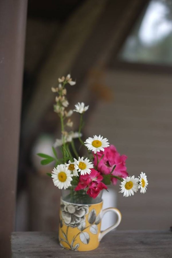 Comment conserver et faire durer ses fleurs coupées ou en pot ?