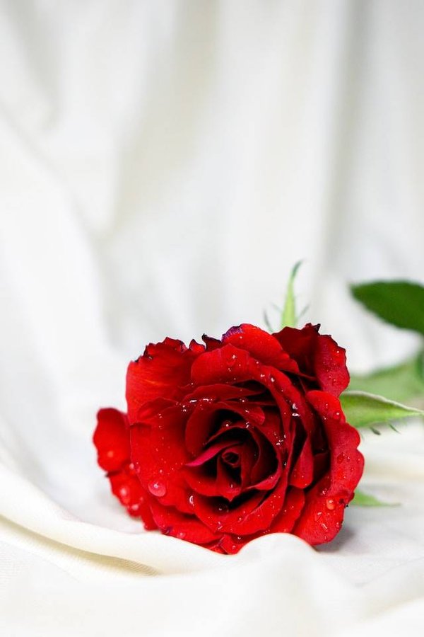 Significations et messages cachés des fleurs selon leur couleur, leur forme, leur nombre ou leur origine