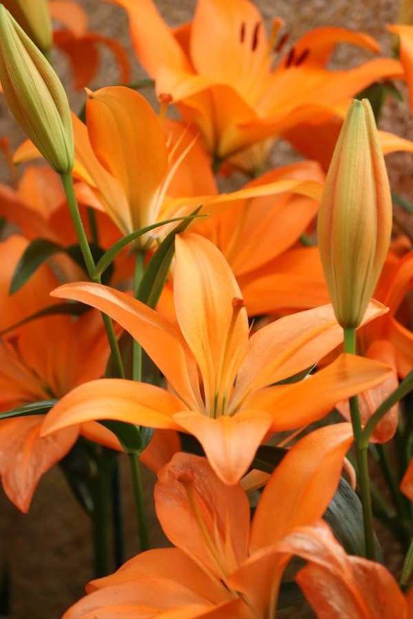 Quelles sont les photos et les illustrations des types de fleurs ?