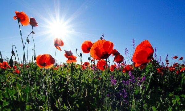 Les secrets d'un fleuriste pour sublimer votre événement
